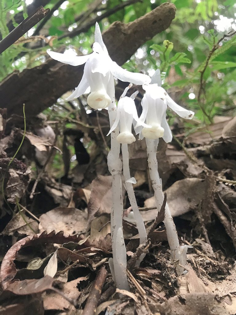 ~  水社大山登山步道  ~_1635743