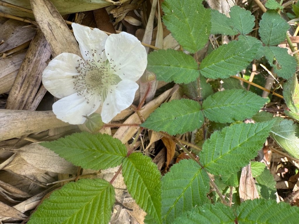 嘉雲二尖山、大尖山_2734900