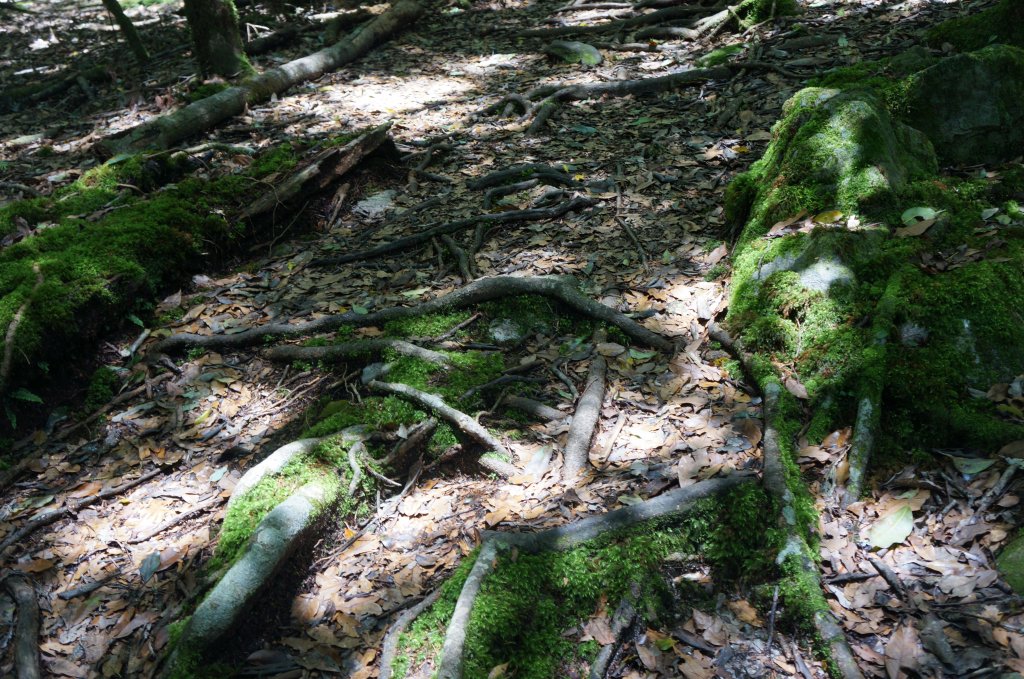 初訪鳶嘴稍來縱走心驚驚_1028584