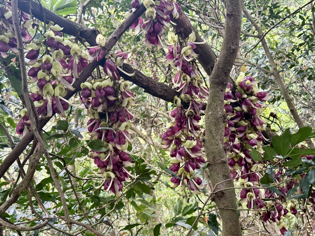 王功坑山藤花_2748100