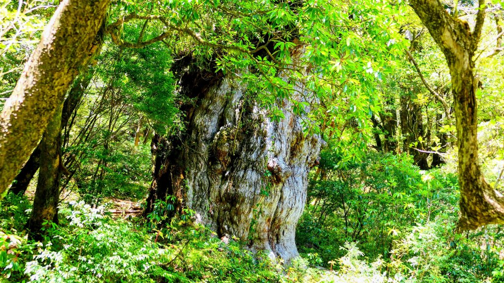 南九州－屋久島繩文杉步道封面圖