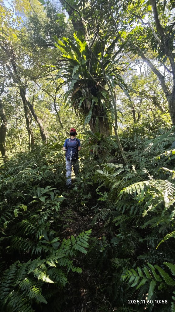 2025-1130 新店三(二)潭縱走_2966914