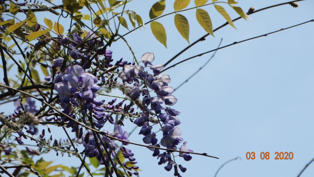 追花是簡單的快樂，賞花是恬淡的幸福。_871185