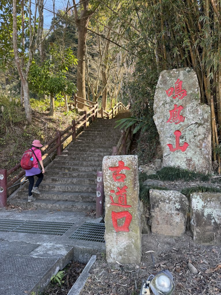 鳴鳳山-錫隘古道大O繞-20260125_2991421
