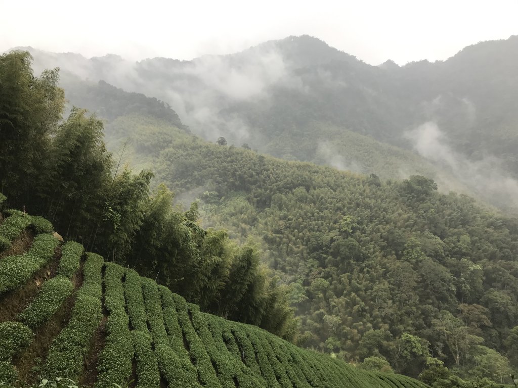 110年4月25日雲林  雲嶺之丘 五元二角 木馬古道_1456587