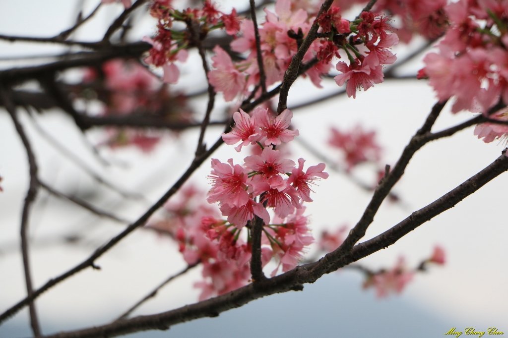 20160402~北投文化公園~_33569