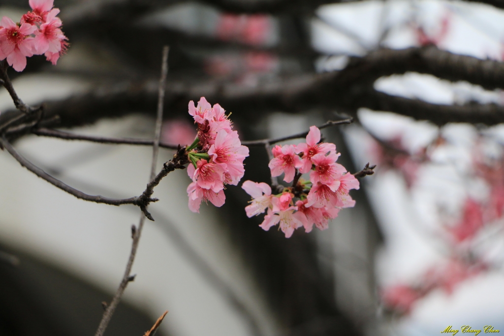 20160402~北投文化公園~_33575