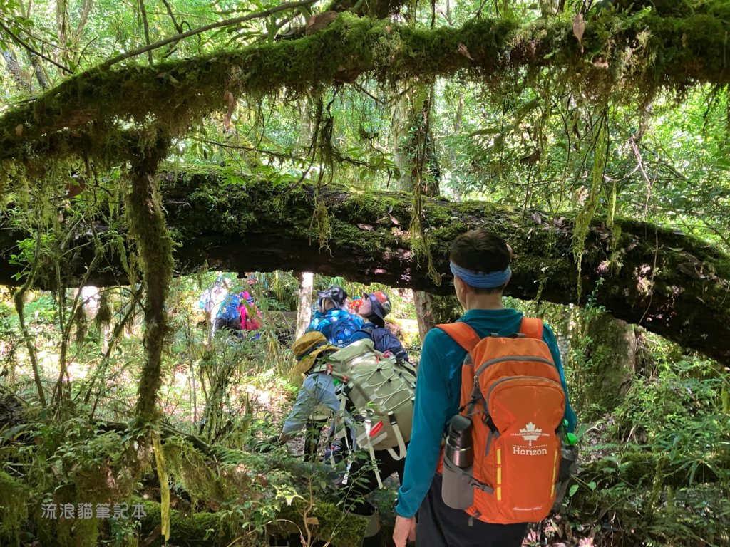 【佐米縱走】走進迷霧森林尋找千歲神木，參加一場巨木群的盛宴_2888759