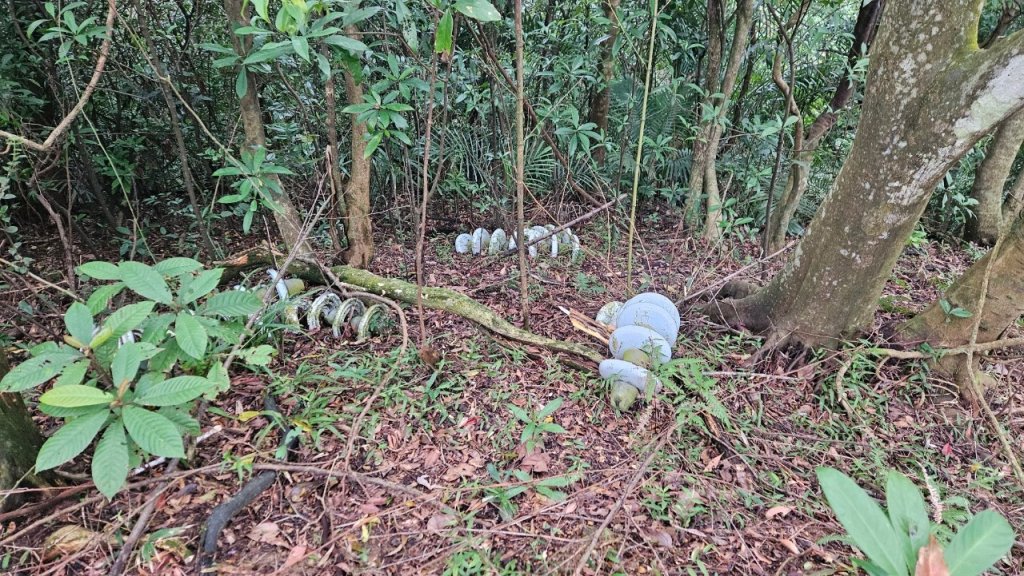 20250216貢寮山-水返港山-外文秀坑山-丹裡山_2713210