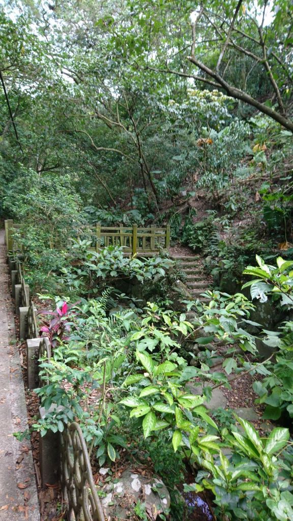 虎山溪+虎山山腰+虎山自然步道_348494