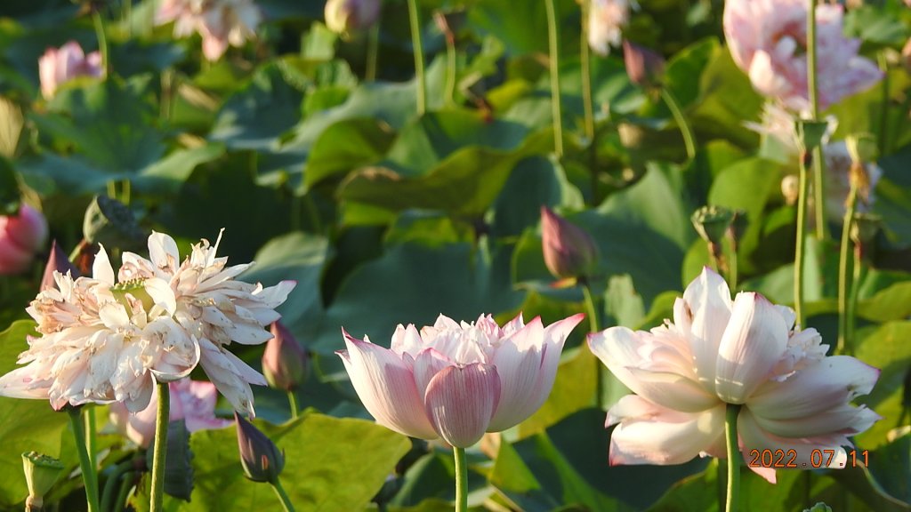 雲山水花鳥蝶 - 天龍國阿伯的日常 7/8&11_1760488