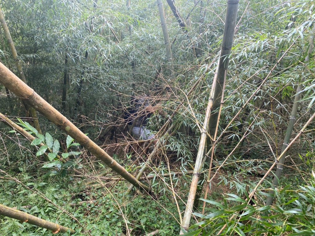 三寶山(烏心石山.鳩州嶺.尖凍山)步道【變成夢魘的大秘寶】_2639841