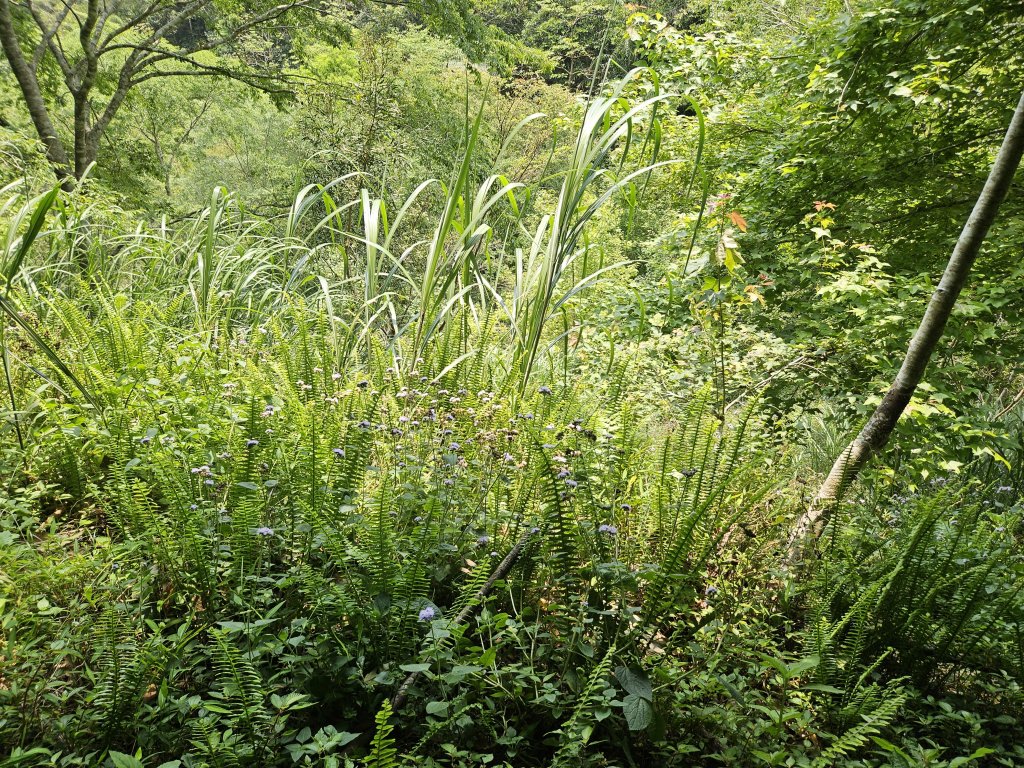 加奈美山封面圖