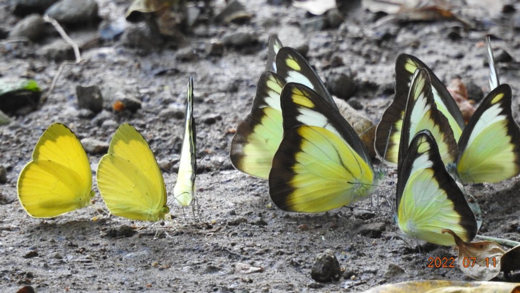 雲山水花鳥蝶 - 天龍國阿伯的日常 7/8&11_1760742