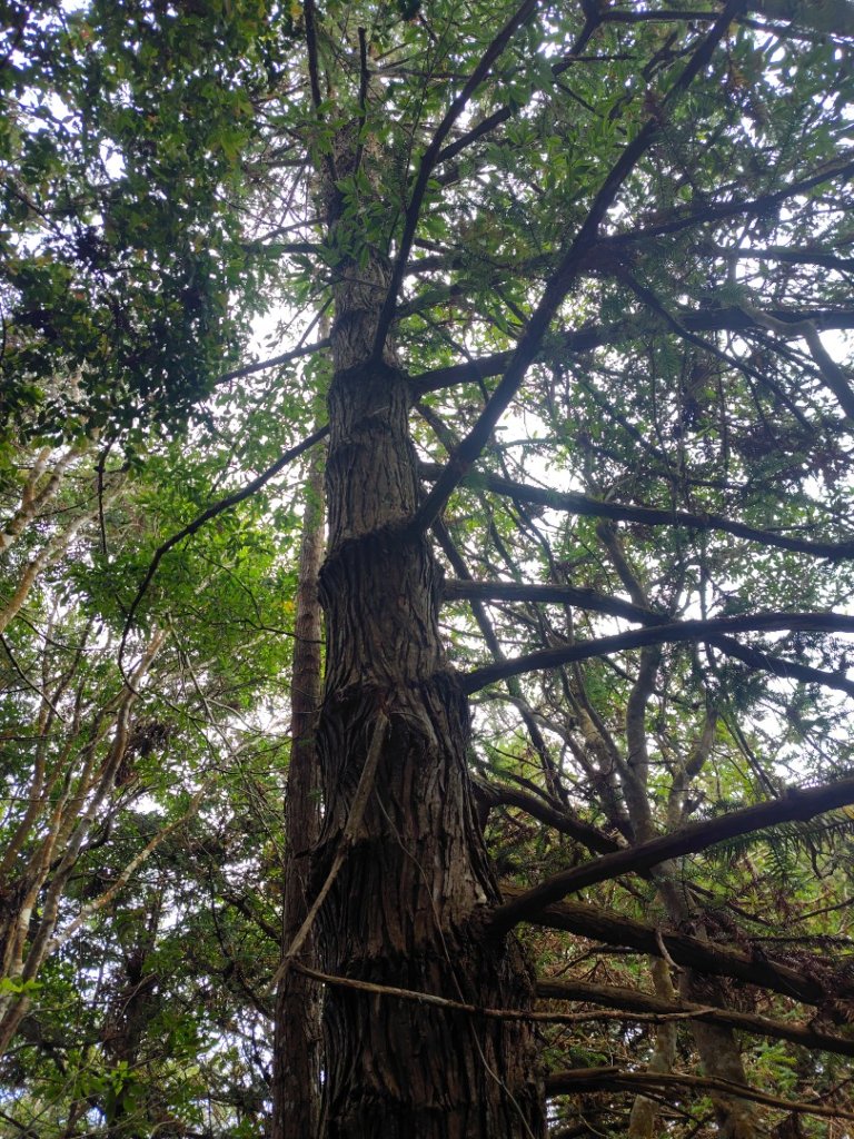 守關山南峰 守關山 守城大山_2919106