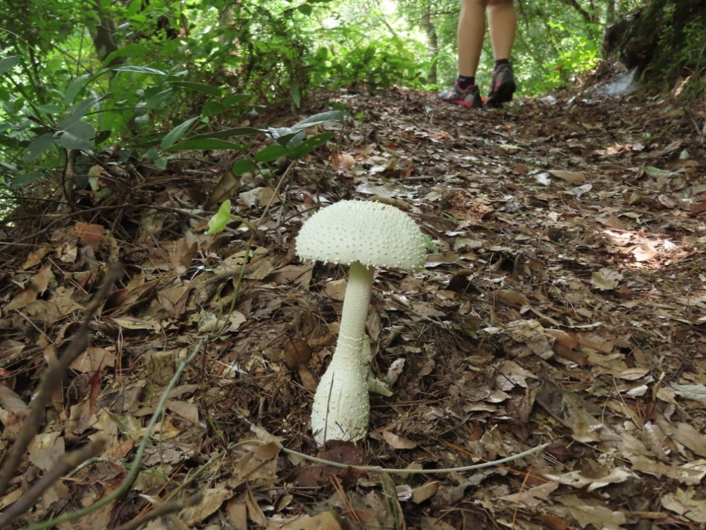 德芙蘭生態步道O形封面圖