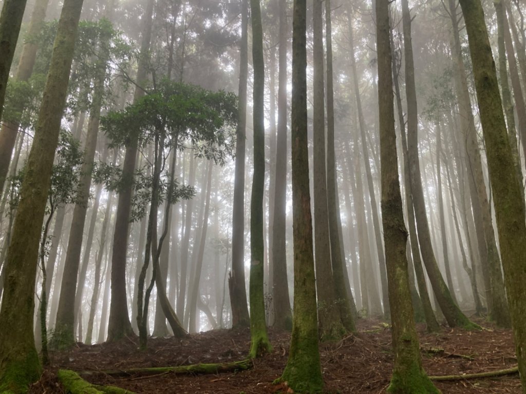 檜山巨木群森林步道_2316126