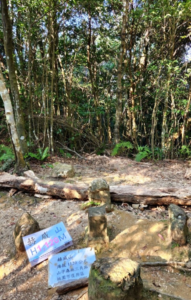 【中級山】插天山的奇幻世界，赫威山，赫威神木群步道_2741272