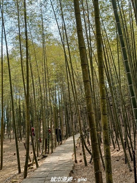 【南投魚池草屯】竹海漫步超悠閒。 孟宗竹林古戰場x中興新村_2071497