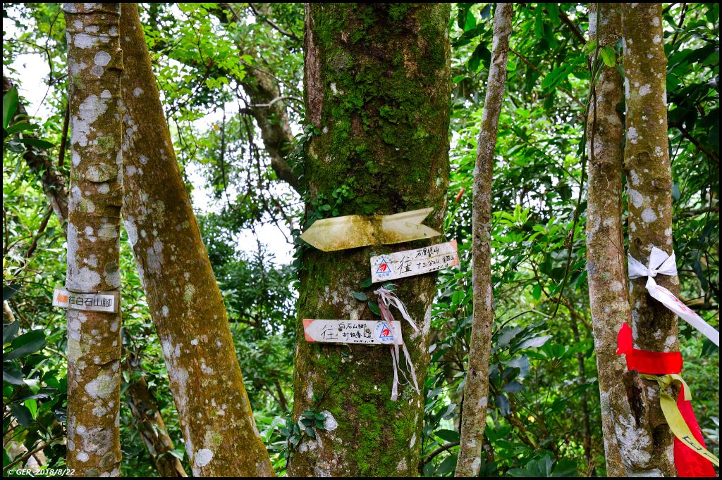 大溪。白石山 訪 艷紅鹿子百合_396231