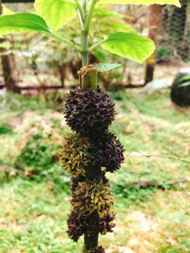 福山植物園_511015