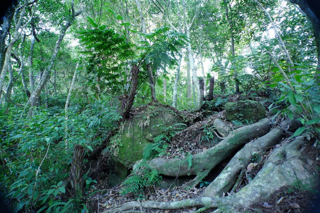 新北 三峽 內詩朗山、金平山_2950940