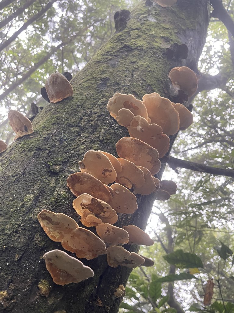 20221010日湯真山_2040446