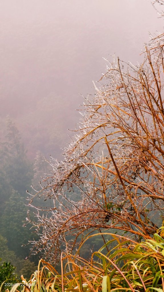 #太平山 #望洋山 #霧淞 1/22_2986037