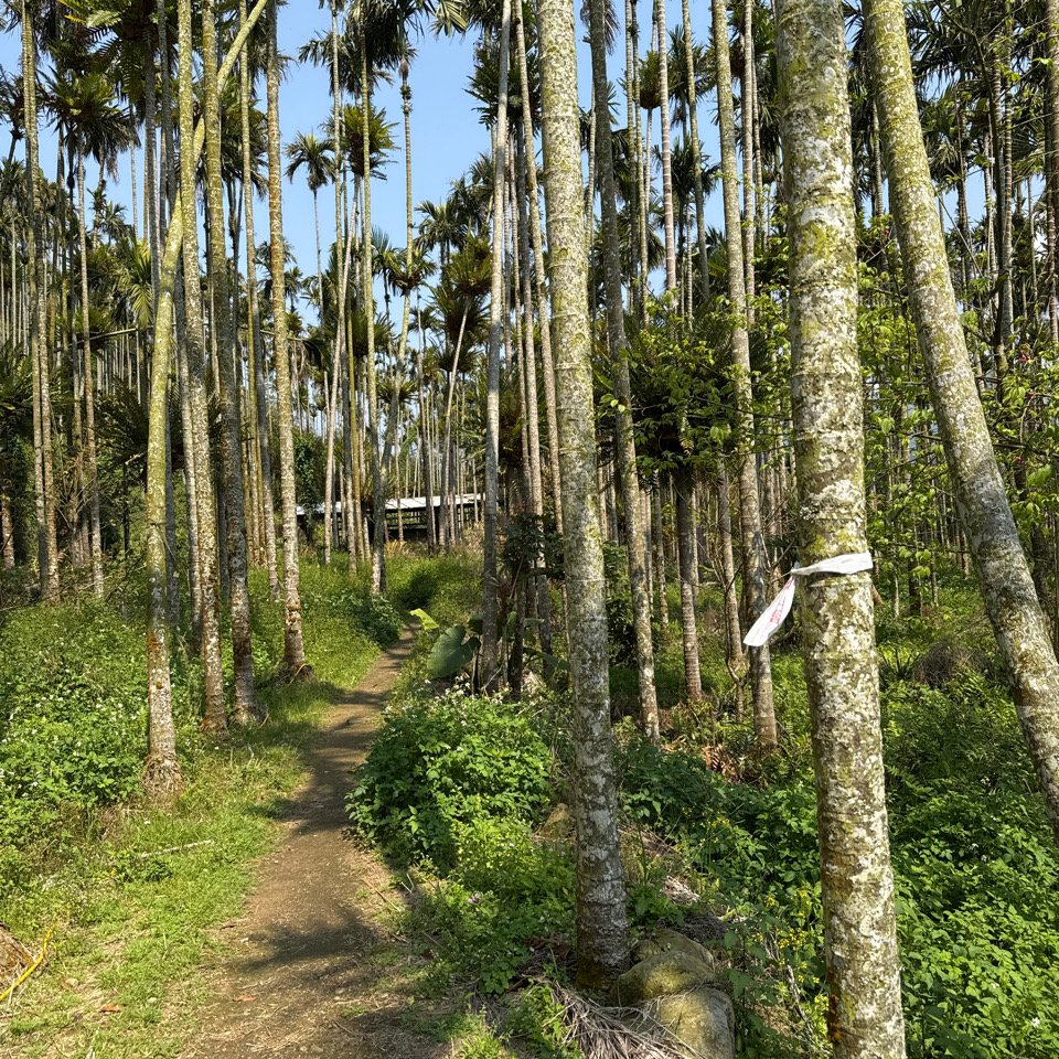 20250308古坑後棟山涼亭、挑筍古道_2730482