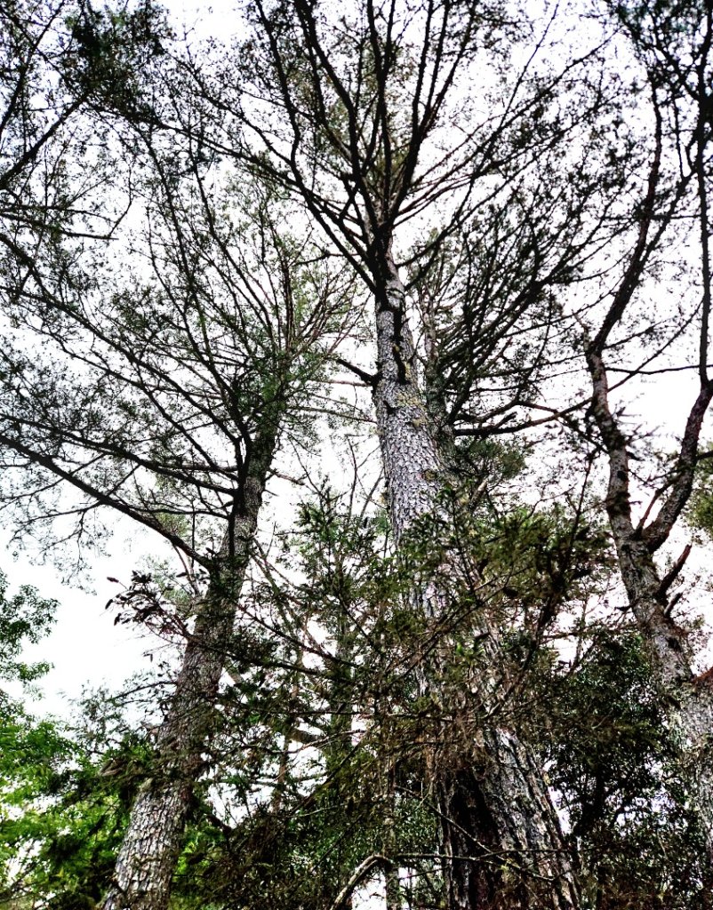 【百岳】志佳陽大山_2779832