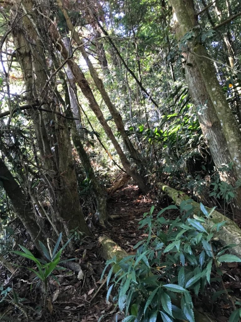 細道邦山 馬那邦山_464690