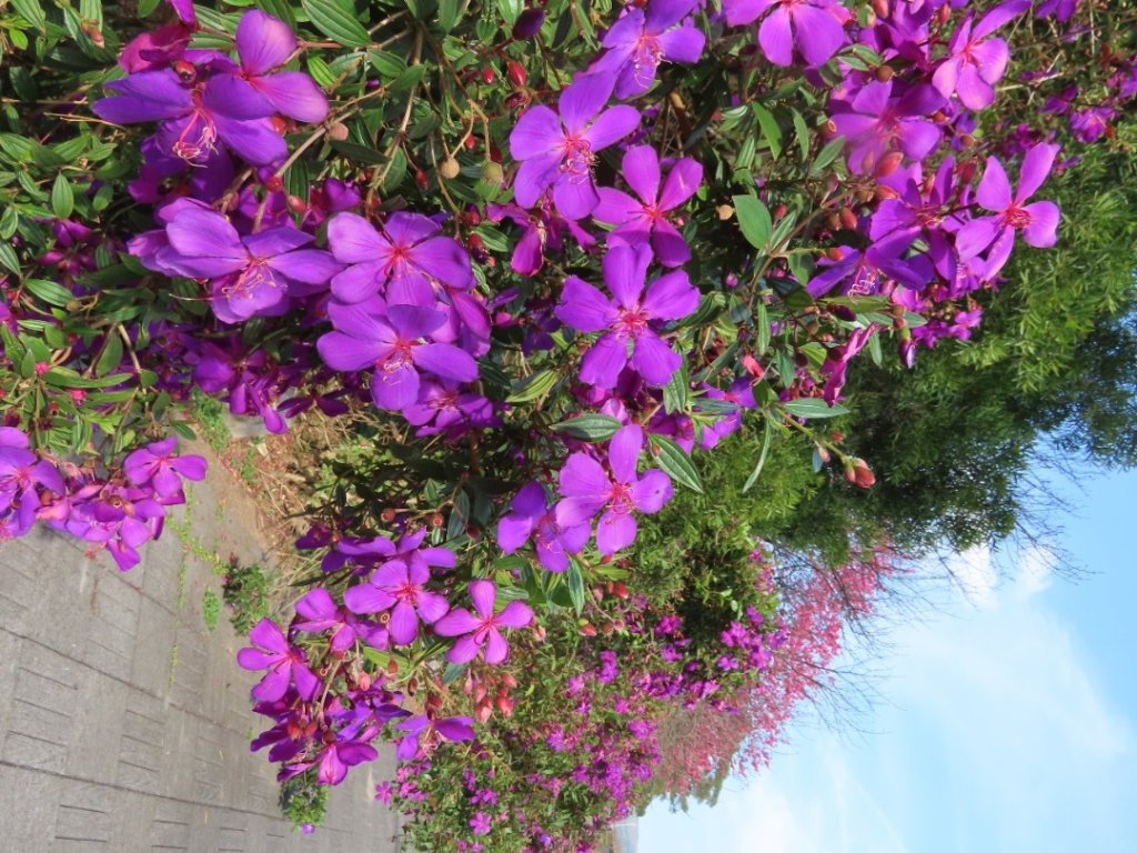 陽明山2停［杜鵑茶花園］櫻花盛開_2437400