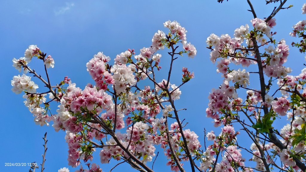 陽明山上墨染櫻大爆發_2457679