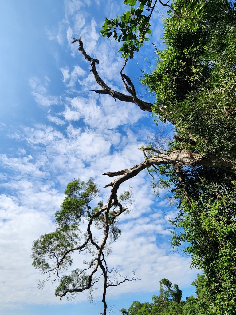 挑鹽古道連走中央嶺步道_2642713