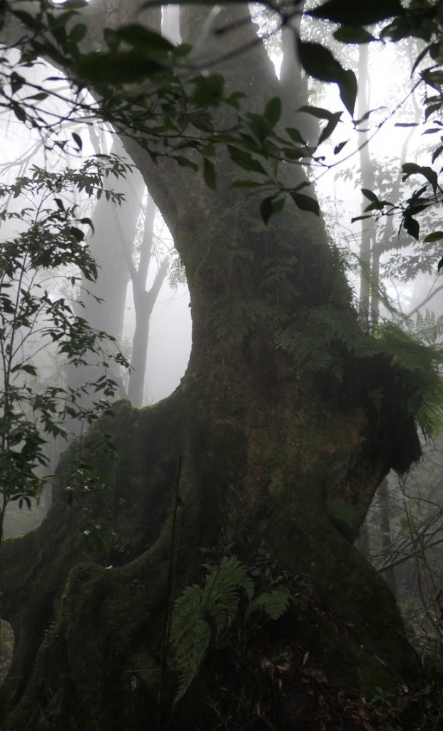 北萬大山縱走武令山_1923785
