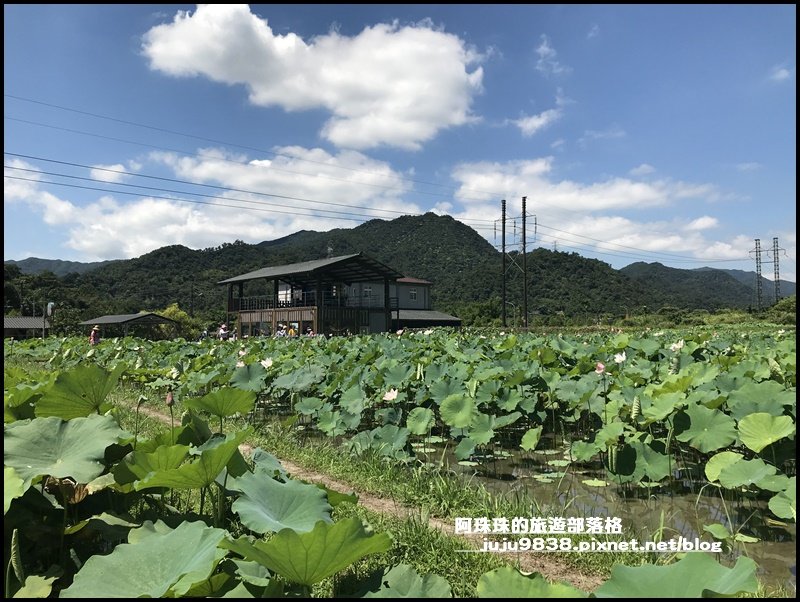 新北。雙溪荷花園｜免門票還有稼日蒔光小市封面圖