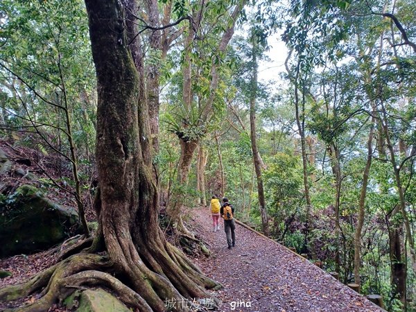 【苗栗大湖】山頂展望佳等到雲海。 馬那邦山登山步道_2806800