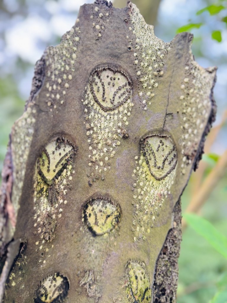 紫微聖母環山步道走六寮崙山與西南峰_2989150