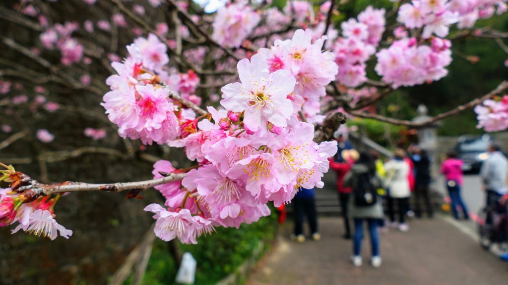 《臨江仙・碧山巖櫻花》_2714252