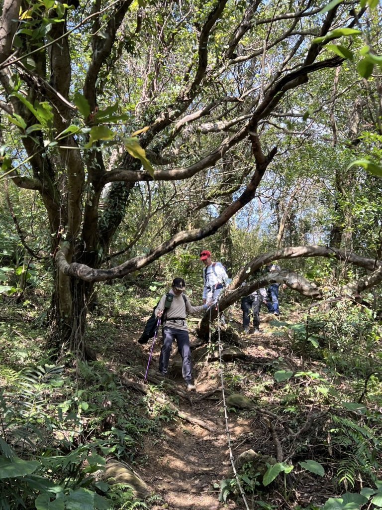 2025-0204 鶯歌_大凍山_三角埔頂山_迴龍_2707841