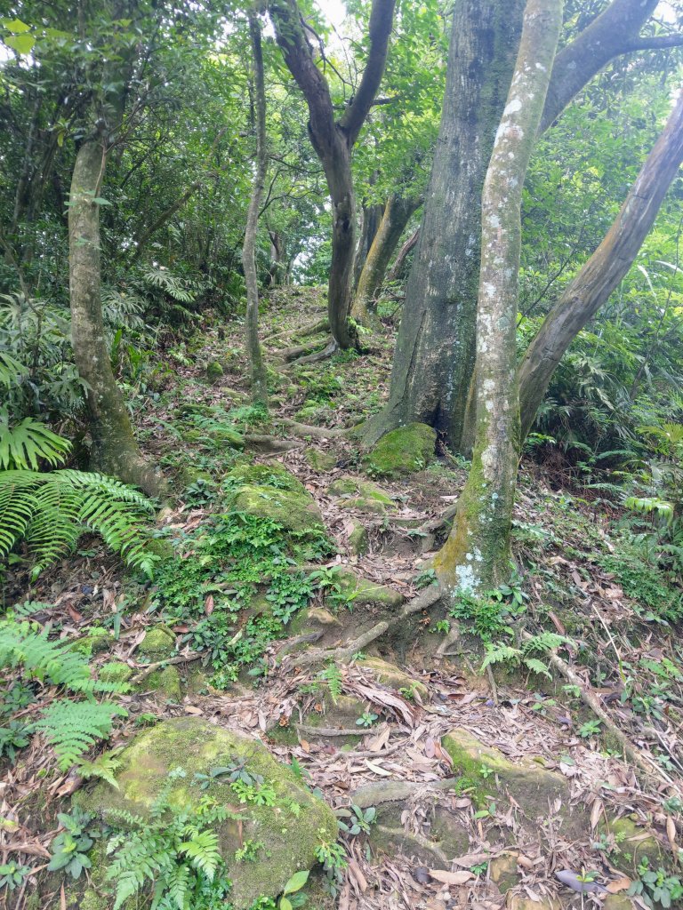 汐止大尖山(小百岳#12)盤石古道起登_993902