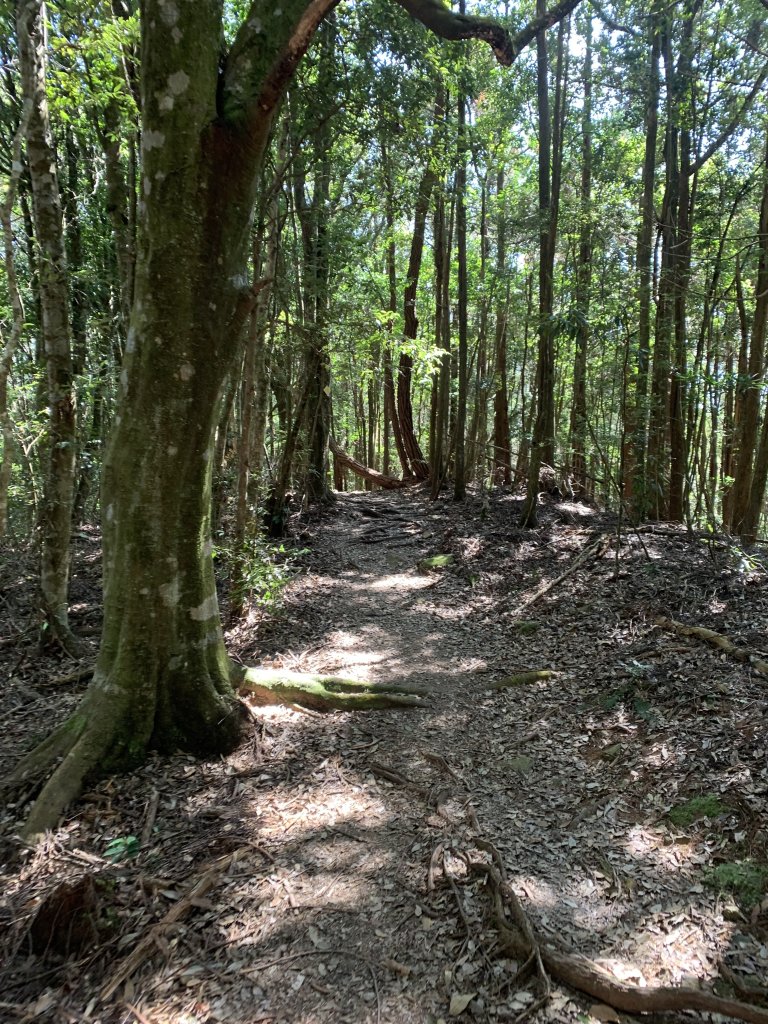 20251018台中八仙山_2921438