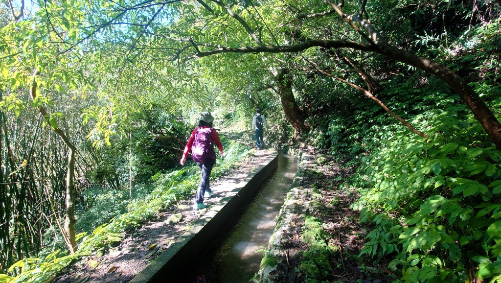 陽明山坪頂古圳道上北五指山經石梯嶺竹篙山下瑪礁古道O型_2714139