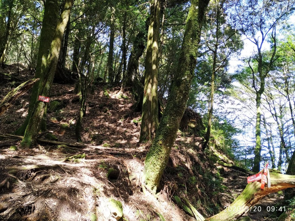 眠月神木、郡大神木群_1106812