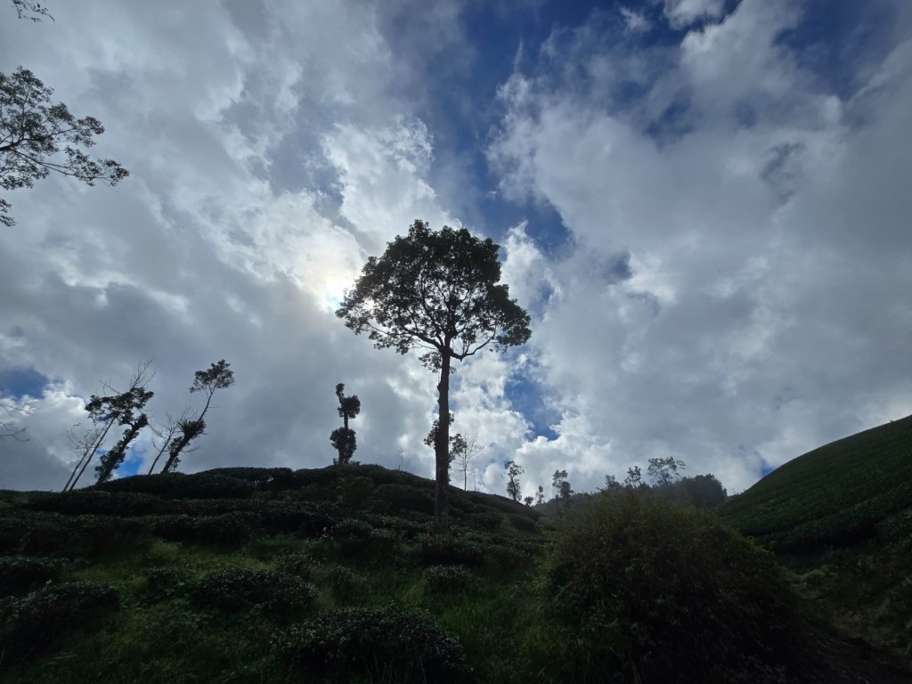 溪頭五連峰O繞（大崙頭／樟空倫／貓冬望／志騰／竹崙）_2652371