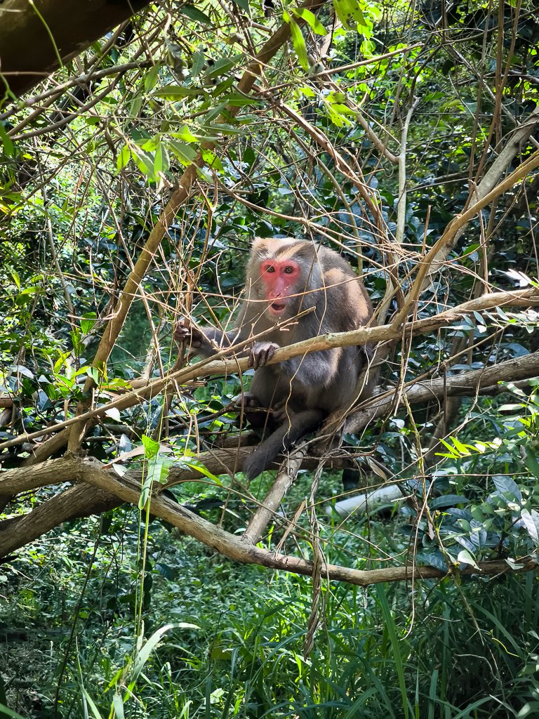 2024-11-17 旗靈縱走（靈山-旗尾山）_2650302
