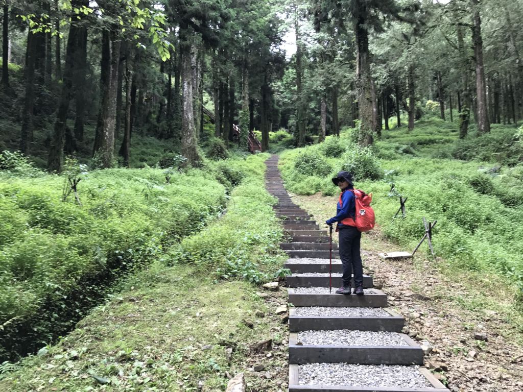 阿里山塔山步道_133889