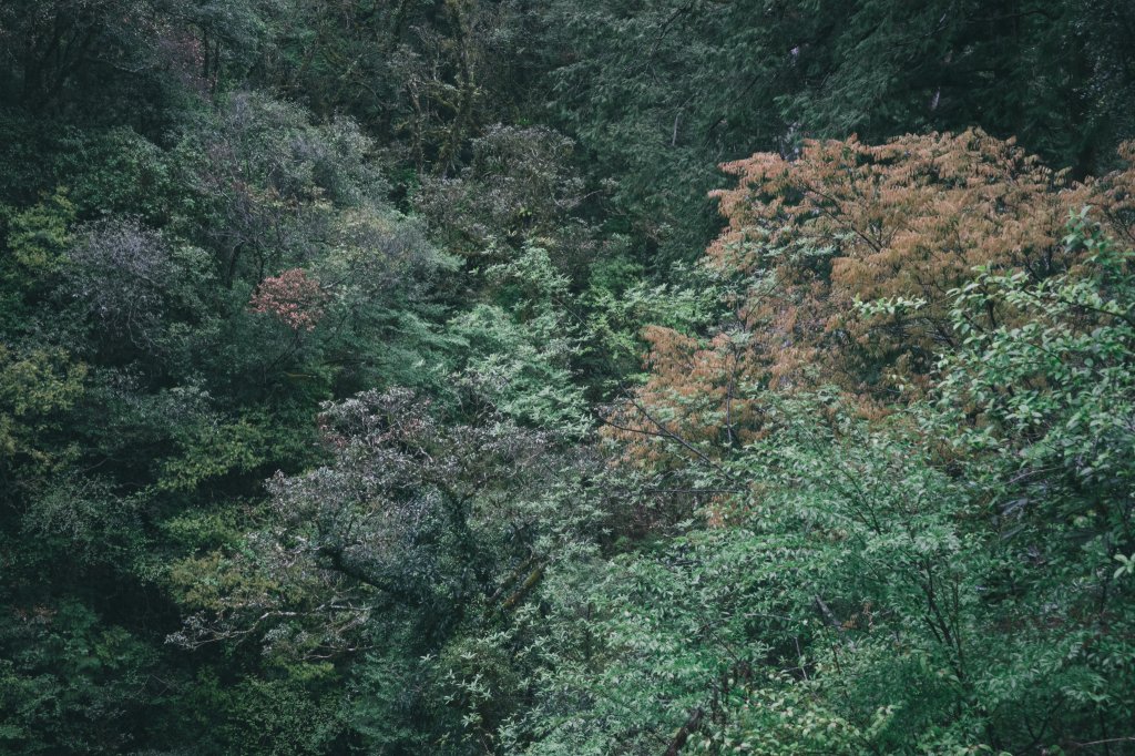 拉拉山神木群步道_936291