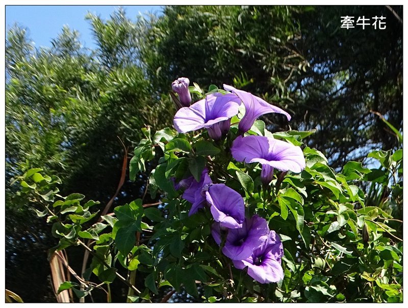 三媽縱走 ( 半天寮山、好望角、白沙屯山 連走 )_2973294