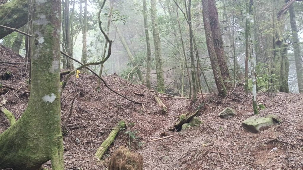 20251010 大雪山國家森林遊樂區 - 船型山林道 登 烏石坑山_2911027